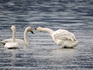 DSCN9275_600.jpg