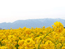 DSCN9320_600.jpg
