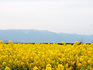 DSCN9324_600.jpg