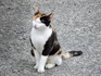 DSCN0940_600.jpg