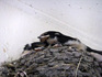 DSCF9323_600.jpg