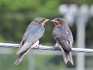 DSCN1162_600.jpg