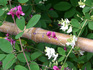 CIMG4517_600.jpg