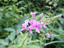 DSC_0672_600.jpg