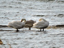 DSCN1289_600.jpg