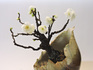 DSCN9208_800.jpg
