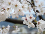 DSCN9436_800.jpg