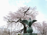 DSCN9500_800.jpg