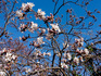 DSC_0781_800.jpg