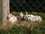 DSC_0847_800.jpg