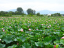 DSCN2452_800.jpg