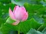 DSCN2499_800.jpg
