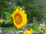 DSCN2536_800.jpg