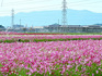 DSCN2853_800.jpg