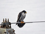 DSCN3293_800.jpg