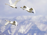 _DSC0246_800.jpg
