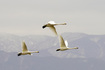 _DSC2061_800.jpg