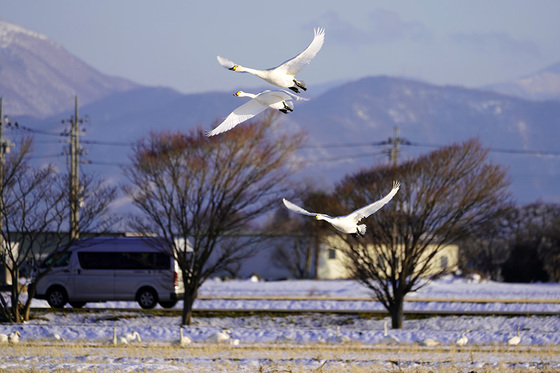 コハクチョウ　湖北　琵琶湖