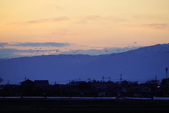 北帰行　湖北　コハクチョウ
