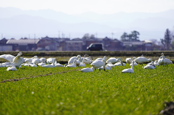 田圃で休むコハクチョウ