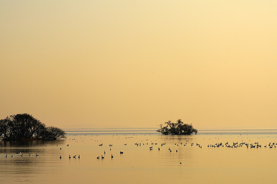 夕暮れの琵琶湖とコハクチョウ