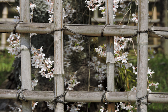 京都御苑　糸桜