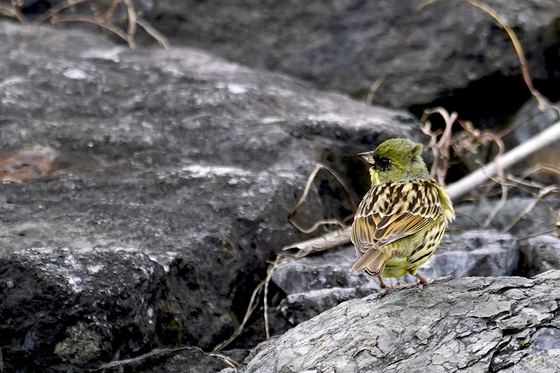 アオジ　湖北野鳥センター前