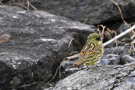 アオジ　湖北野鳥センター前
