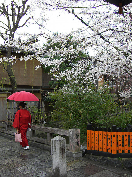 祇園白川の桜