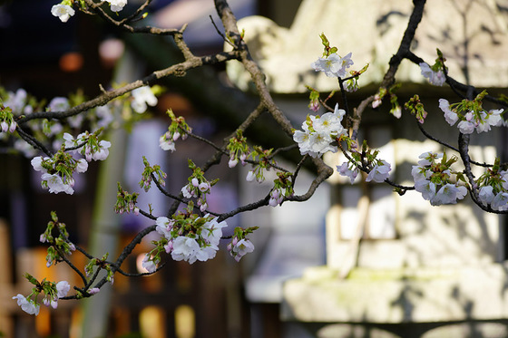 平野寝覚（ひらのねざめ）