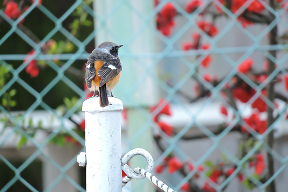 紅梅とジョウビタキ