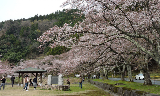 海津大崎の桜