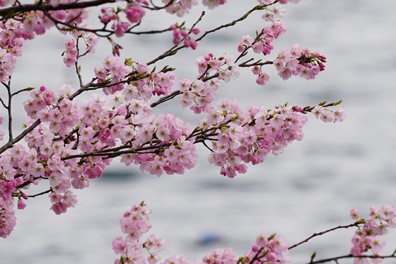 海津大崎の桜