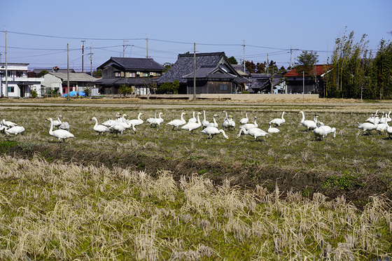 コハクチョウ　湖西　高島市