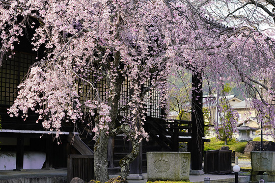 妙満寺の紅枝垂れ桜