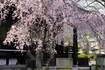 妙満寺の紅枝垂れ桜
