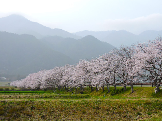 南比良　桜並木
