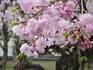 妙満寺の紅枝垂れ桜
