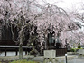 妙満寺の紅枝垂れ桜
