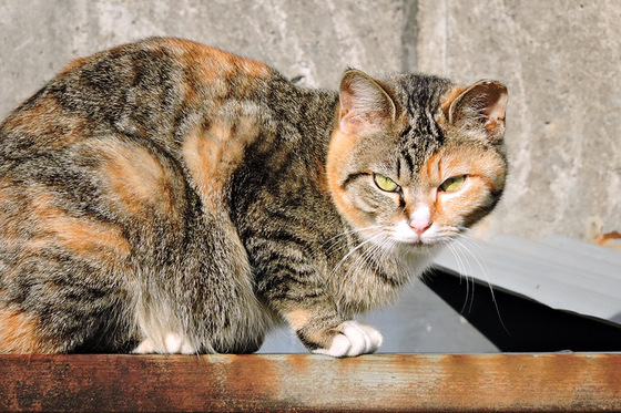 野良猫