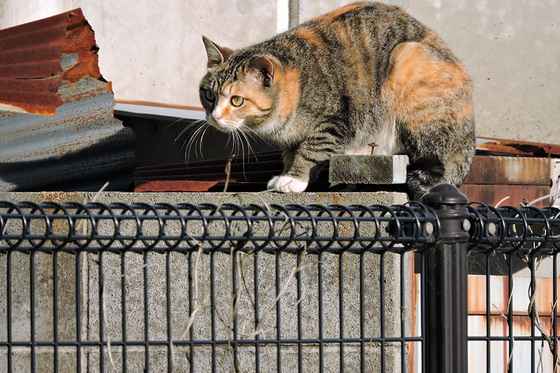 野良猫　