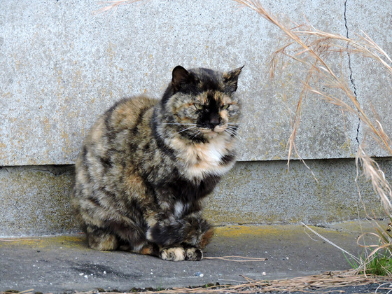 おおきに京都 滋賀 21年3月アーカイブ