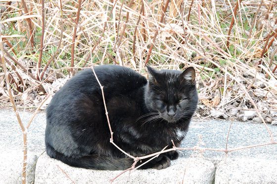 昼下がりの猫