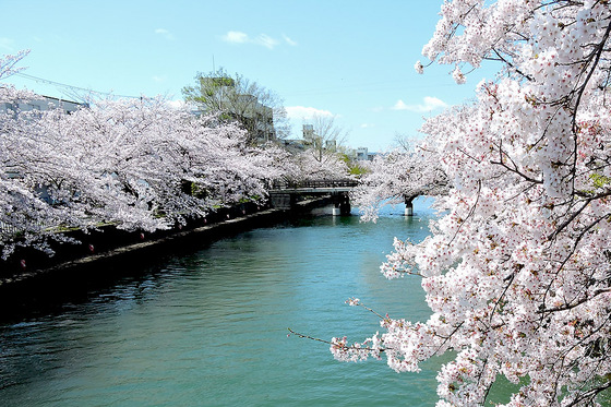 岡崎疎水の桜