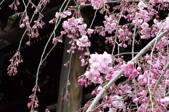 立本寺の枝垂れさくら