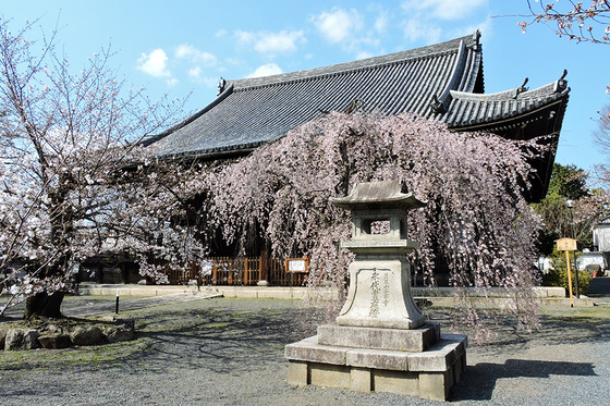 サクラの頃の立本寺