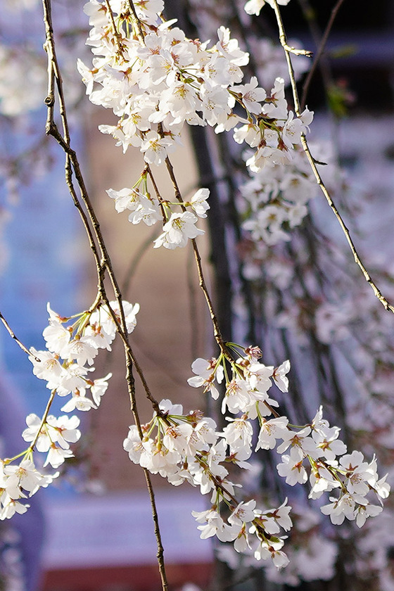 魁(さきがけ)桜