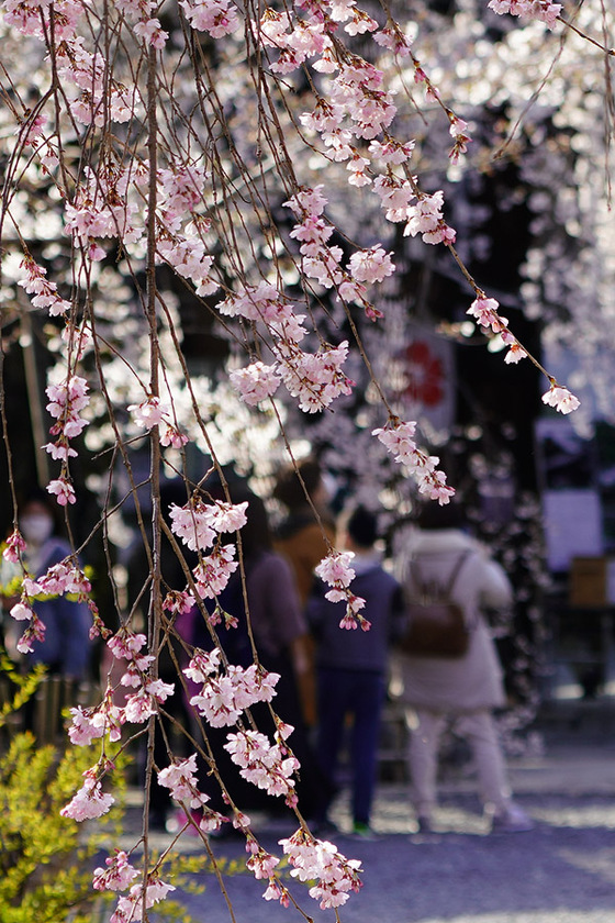 平野神社の桜