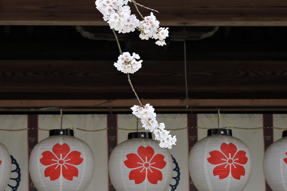 魁桜　平野神社