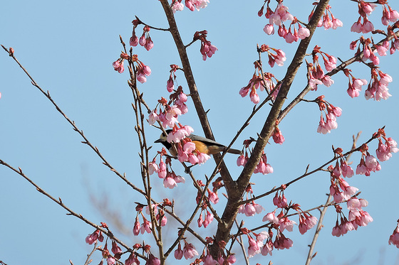 希望ヶ丘文化公園　桜とヤマガラ